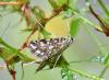 Elophila nymphaeata